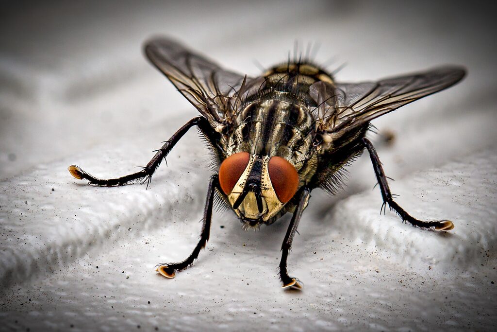 Fliegen