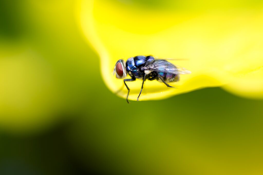 Kleine Fliege auf einer gelben Blüte