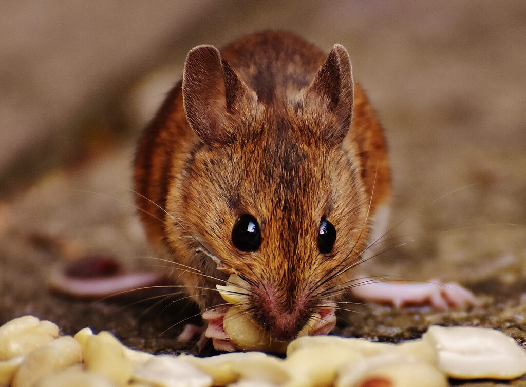 Mäuse & Ratten