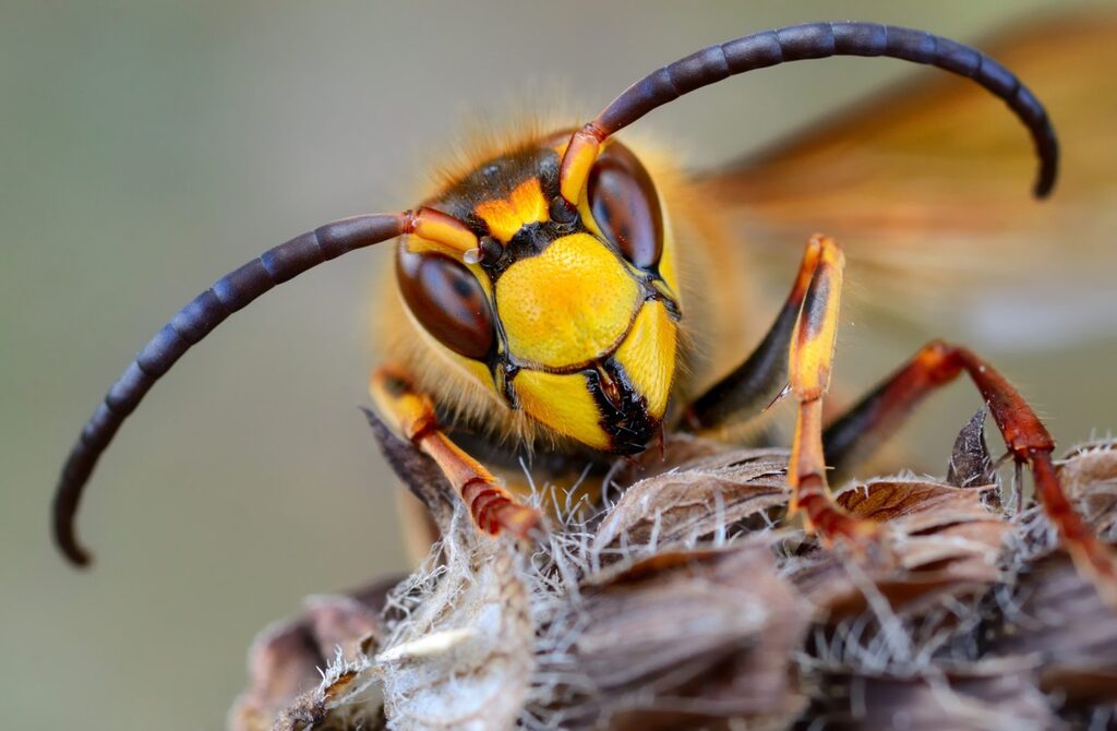 Nahaufnahme einer Wespe am Nestmaterial