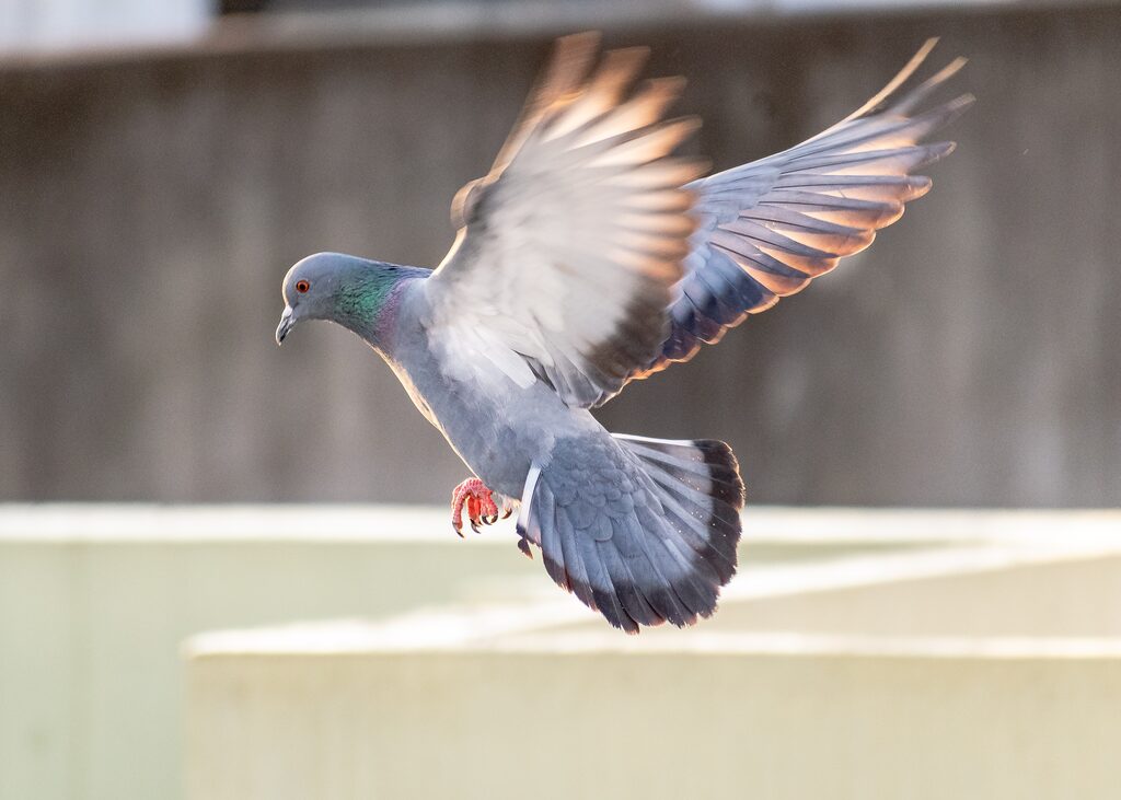 Taube im Flug